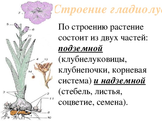 Строение гладиолуса По строению растение состоит из двух частей: подземной (клубнелуковицы, клубнепочки, корневая система) и надземной (стебель, листья, соцветие, семена). 