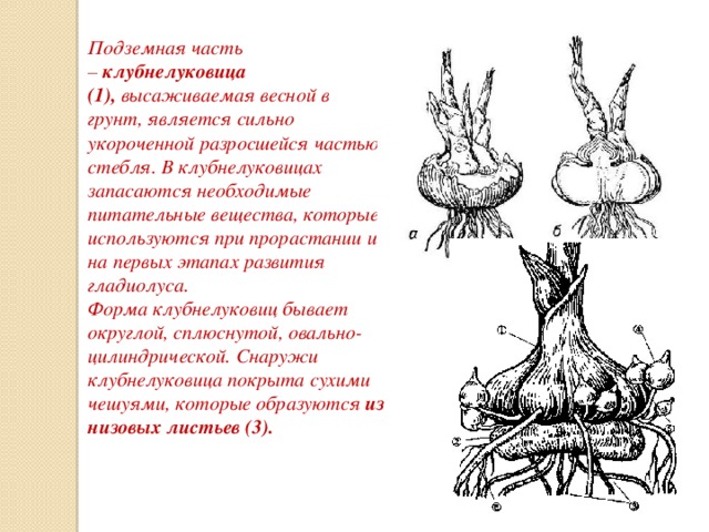 Подземная часть –  клубнелуковица (1),  высаживаемая весной в грунт, является сильно укороченной разросшейся частью стебля. В клубнелуковицах запасаются необходимые питательные вещества, которые используются при прорастании и на первых этапах развития гладиолуса.   Форма клубнелуковиц бывает округлой, сплюснутой, овально-цилиндрической. Снаружи клубнелуковица покрыта сухими чешуями, которые образуются  из низовых листьев (3). 