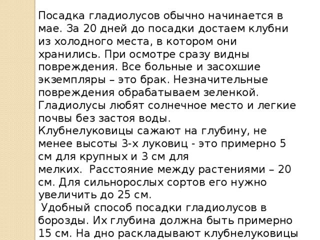 Посадка гладиолусов обычно начинается в мае. За 20 дней до посадки достаем клубни из холодного места, в котором они хранились. При осмотре сразу видны повреждения. Все больные и засохшие экземпляры – это брак. Незначительные повреждения обрабатываем зеленкой.    Гладиолусы любят солнечное место и легкие почвы без застоя воды.  Клубнелуковицы сажают на глубину, не менее высоты 3-х луковиц - это примерно 5 см для крупных и 3 см для мелких.  Расстояние между растениями – 20 см. Для сильнорослых сортов его нужно увеличить до 25 см.   Удобный способ посадки гладиолусов в борозды. Их глубина должна быть примерно 15 см. На дно раскладывают клубнелуковицы растений, и засыпают почвой, слоем 5 см. По мере подрастания растений, в борозду продолжают подсыпать почву, пока они полностью не заполнятся. 
