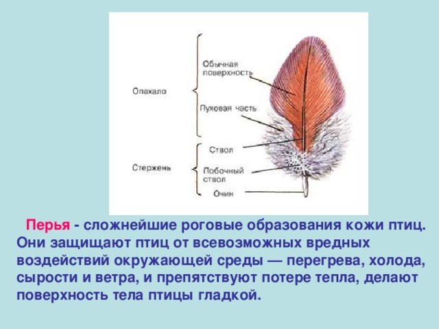  Перья - сложнейшие роговые образования кожи птиц. Они защищают птиц от всевозможных вредных воздействий окружающей среды — перегрева, холода, сырости и ветра, и препятствуют потере тепла, делают поверхность тела птицы гладкой. 
