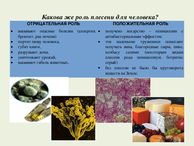 Какова же роль плесени для человека? ОТРИЦАТЕЛЬНАЯ РОЛЬ ПОЛОЖИТЕЛЬНАЯ РОЛЬ вызывают опасные болезни (аллергия, бронхит, рак печени) портят пищу человека, губят книги, разрушают дома, уничтожают урожай, вызывают гибель животных. получено лекарство – пенициллин с антибактериальным эффектом. эти маленькие труженики помогают получать вина, благородные сыры, пиво, колбасу салями (некоторым видам плесени рода пенициллиум, ботритис серый) без плесени не было бы круговорота веществ на Земле . 