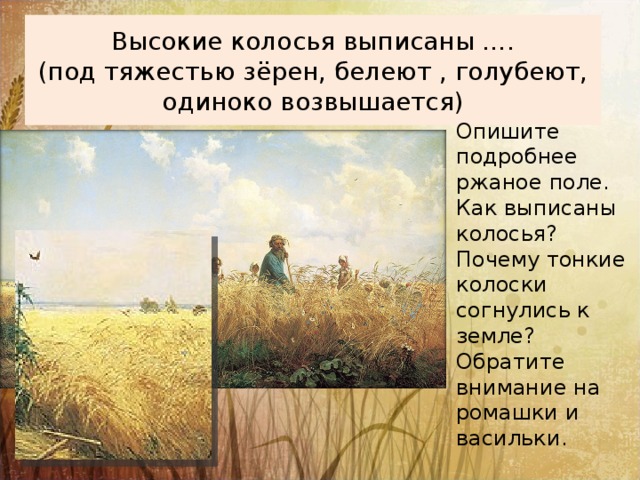 Высокие колосья выписаны ….  (под тяжестью зёрен, белеют , голубеют, одиноко возвышается) Опишите подробнее ржаное поле. Как выписаны колосья? Почему тонкие колоски согнулись к земле? Обратите внимание на ромашки и васильки. 