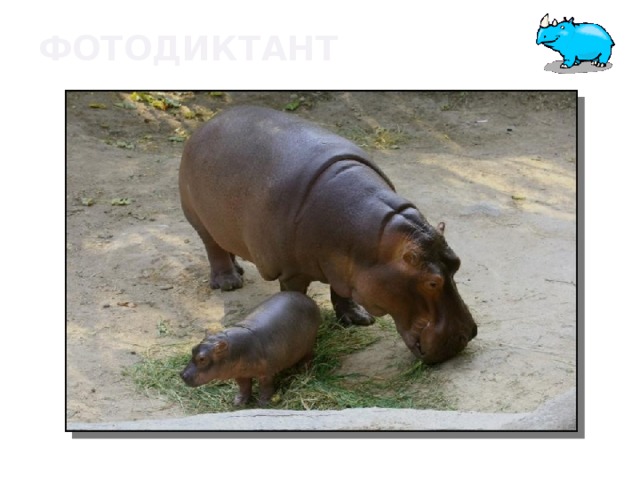 Фотодиктант