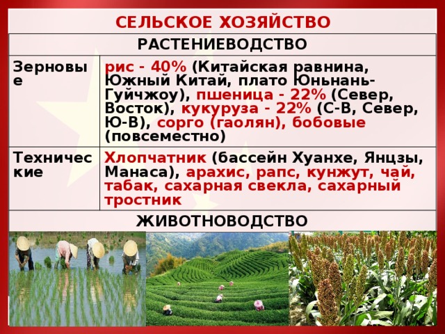 СЕЛЬСКОЕ ХОЗЯЙСТВО РАСТЕНИЕВОДСТВО Зерновые рис - 40% (Китайская равнина, Южный Китай, плато Юньнань-Гуйчжоу), пшеница - 22% (Север, Восток), кукуруза - 22% (С-В, Север, Ю-В), сорго (гаолян), бобовые (повсеместно) Технические Хлопчатник (бассейн Хуанхе, Янцзы, Манаса), арахис, рапс, кунжут, чай, табак, сахарная свекла, сахарный тростник ЖИВОТНОВОДСТВО Крупный рогатый скот, свиноводство, овцеводство, птицеводство – степи Внутренней Монголии, межгорные котловины Тянь-Шаня и Алтая, горные плато 