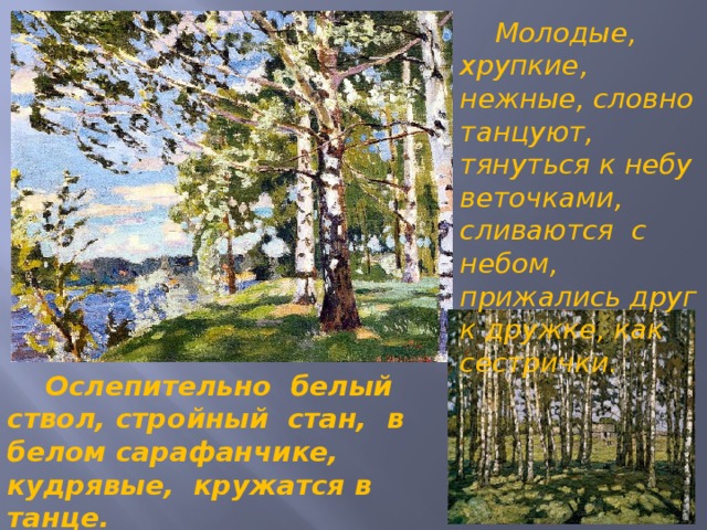  Молодые, хрупкие, нежные, словно танцуют, тянуться к небу веточками, сливаются с небом, прижались друг к дружке, как сестрички.  Ослепительно белый ствол, стройный стан, в белом сарафанчике, кудрявые, кружатся в танце. 