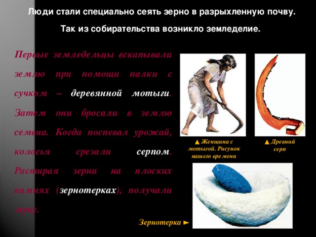 Люди стали специально сеять зерно в разрыхленную почву. Так из собирательства возникло земледелие. Первые земледельцы вскапывали землю при помощи палки с сучком – деревянной мотыги . Затем они бросали в землю семена. Когда поспевал урожай, колосья срезали серпом . Растирая зерна на плоских камнях ( зернотерках ), получали муку. ▲ Женщина с мотыгой. Рисунок нашего времени ▲ Древний серп Зернотерка ► 