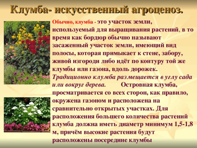 Клумба- искусственный агроценоз. Обычно, клумба -  это участок земли, используемый для выращивания растений , в то время как бордюр обычно называют засаженный участок земли, имеющий вид полосы, которая примыкает к стене, забору, живой изгороди либо идёт по контуру той же клумбы или газона, вдоль дорожек. Традиционно клумба размещается в углу сада или вокруг дерева. Островная клумба, просматривается со всех сторон, как правило, окружена газоном и расположена на сравнительно открытых участках. Для расположения большего количества растений клумба должна иметь диаметр минимум 1,5-1,8 м, причём высокие растения будут расположены посередине клумбы 