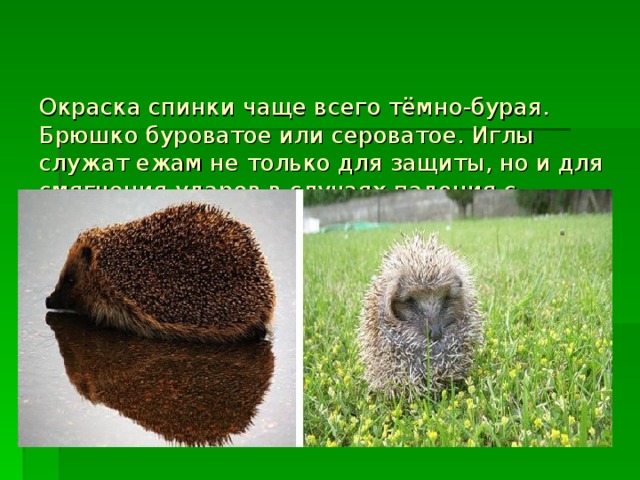 Окраска спинки чаще всего тёмно-бурая. Брюшко буроватое или сероватое. Иглы служат ежам не только для защиты, но и для смягчения ударов в случаях падения с высоты.