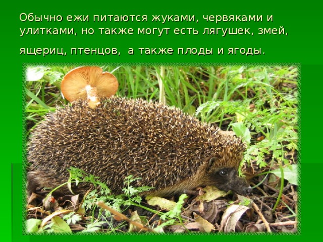 Обычно ежи питаются жуками, червяками и улитками, но также могут есть лягушек, змей, ящериц, птенцов, а также плоды и ягоды.