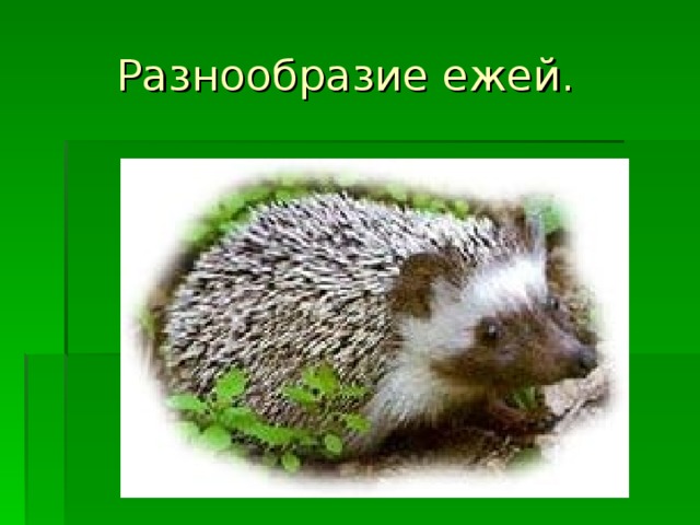 Разнообразие ежей.