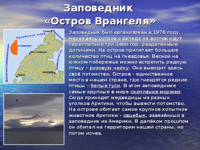 КАЙРА Кайры – морские птицы, появляющиеся на брегу лишь в брачный период. Известно 2 вида кайр: толстоклювая и тонкоклювая. Кайры собираются большими колониями и гнездятся на уступах скал. Гнёзд они не делают, яйца кладут на голый карниз без какой- либо подстилки. Грушевидная форма придаёт яйцу некоторую устойчивость. Взрослые птицы заботятся только о собственном потомстве: своё яйцо они узнают по цвету и рисунку, а птенцов по голосу. Кайры кормятся в море мелкой рыбой: треской, сайрой, мойвой и др. Под водой птица может пробыть 2 мин. и нырнуть на глубину 20 метров. Ловят кайры всего 1 рыбку и летят к своим птенцам. 