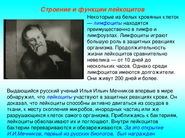 Строение и функции лейкоцитов Некоторые из белых кровяных клеток — лимфоциты находятся преимущественно в лимфе и лимфоузлах. Лимфоциты играют большую роль в защитных реакциях организма. Продолжительность жизни лейкоцитов сравнительно невелика — от 10 дней до нескольких часов. Однако среди лимфоцитов имеются долгожители. Они живут 200 дней и более. Выдающийся русский ученый Илья Ильич Мечников впервые в мире обнаружил, что лейкоциты участвуют в защитных реакциях крови. Он доказал, что лейкоциты способны активно двигаться из сосудов в ткани, к месту скопления микробов, инородных частиц или же разрушающихся клеток самого организма. Приближаясь к бактериям, лейкоциты обволакивают их и поглощают. Внутри лейкоцитов бактерии перевариваются и обезвреживаются. За это открытие И.И.Мечников, первый из русских биологов, был награжден Нобелевской премией.