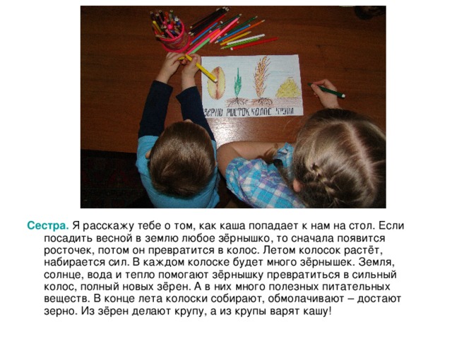 Сестра. Я расскажу тебе о том, как каша попадает к нам на стол. Если посадить весной в землю любое зёрнышко, то сначала появится росточек, потом он превратится в колос. Летом колосок растёт, набирается сил. В каждом колоске будет много зёрнышек. Земля, солнце, вода и тепло помогают зёрнышку превратиться в сильный колос, полный новых зёрен. А в них много полезных питательных веществ. В конце лета колоски собирают, обмолачивают – достают зерно. Из зёрен делают крупу, а из крупы варят кашу! 