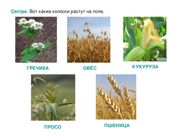 Сестра.  Вот какие колоски растут на поле. КУКУРУЗА ГРЕЧИХА ОВЁС ПШЕНИЦА ПРОСО 