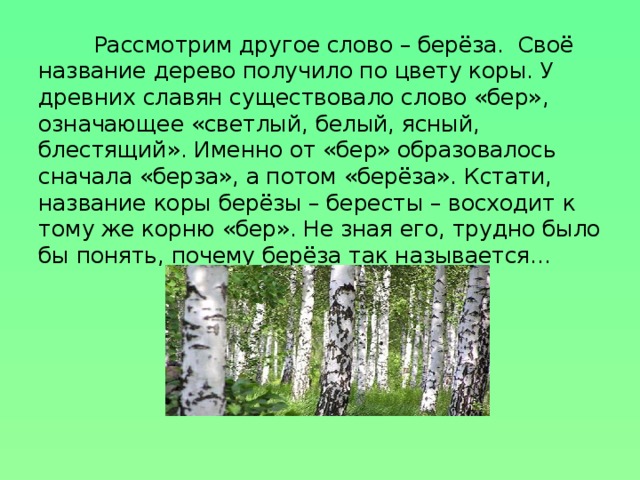 Рассмотрим другое слово – берёза. Своё название дерево получило по цвету коры. У древних славян существовало слово «бер», означающее «светлый, белый, ясный, блестящий». Именно от «бер» образовалось сначала «берза», а потом «берёза». Кстати, название коры берёзы – бересты – восходит к тому же корню «бер». Не зная его, трудно было бы понять, почему берёза так называется…