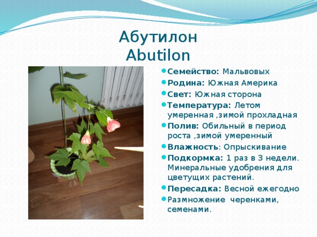 Абутилон   Abutilon Семейство: Мальвовых Родина: Южная Америка Свет: Южная сторона Температура: Летом умеренная ,зимой прохладная Полив: Обильный в период роста ,зимой умеренный Влажность : Опрыскивание Подкормка: 1 раз в 3 недели. Минеральные удобрения для цветущих растений. Пересадка: Весной ежегодно Размножение черенками, семенами. 