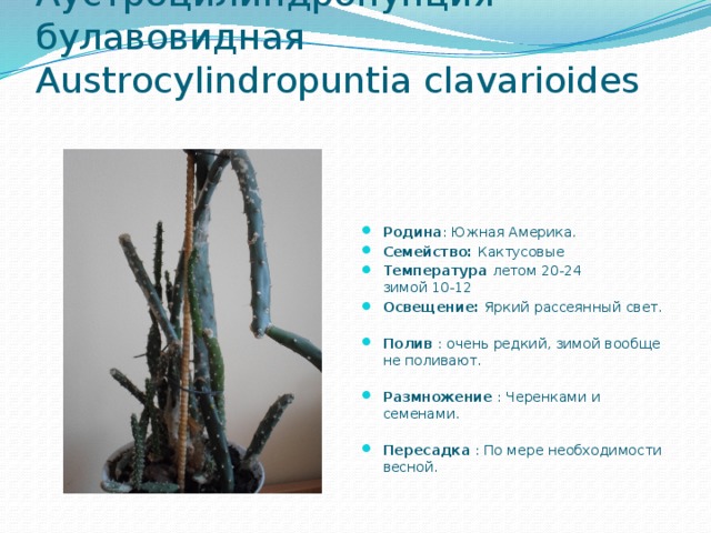 Аустроцилиндропунция булавовидная   Аustrocylindropuntia clavarioides    Родина : Южная Америка.  Семейство: Кактусовые Температура  летом 20-24   зимой 10-12 Освещение: Яркий рассеянный свет.   Полив : очень редкий, зимой вообще не поливают.   Размножение  : Черенками и семенами.   Пересадка  : По мере необходимости весной. 