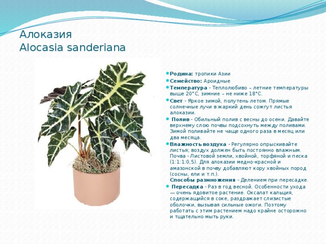  Алоказия  Alocasia sanderiana   Родина: тропики Азии Семейство: Ароидные Температура - Теплолюбиво – летние температуры выше 20°С, зимние – не ниже 18°С. Свет - Яркое зимой, полутень летом. Прямые солнечные лучи в жаркий день сожгут листья алоказии.  Полив - Обильный полив с весны до осени. Давайте верхнему слою почвы подсохнуть между поливами. Зимой поливайте не чаще одного раза в месяц или два месяца. Влажность воздуха - Регулярно опрыскивайте листья; воздух должен быть постоянно влажным. Почва - Листовой земли, хвойной, торфяной и песка (1:1:1:0,5). Для алоказии медно-красной и амазонской в почву добавляют кору хвойных пород (сосны, ели и т.п.).  Способы размножения - Делением при пересадке.  Пересадка - Раз в год весной. Особенности ухода — очень ядовитое растение. Оксалат кальция, содержащийся в соке, раздражает слизистые оболочки, вызывая сильные ожоги. Поэтому работать с этим растением надо крайне осторожно и тщательно мыть руки. 