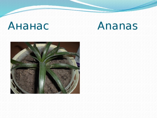 Ананас Ananas 