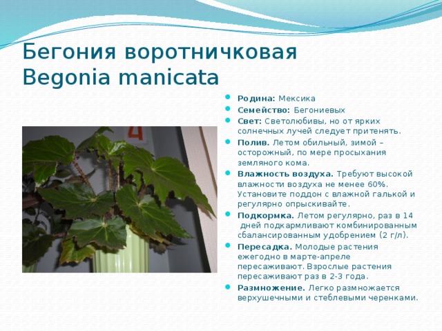 Бегония воротничковая  Begonia maniсаta Родина: Мексика Семейство: Бегониевых Свет: Светолюбивы, но от ярких солнечных лучей следует притенять. Полив.  Летом обильный, зимой – осторожный, по мере просыхания земляного кома. Влажность воздуха. Требуют высокой влажности воздуха не менее 60%. Установите поддон с влажной галькой и регулярно опрыскивайте. Подкормка.  Летом регулярно, раз в 14  дней подкармлива­ют комбинированным сбалансированным удобрением (2 г/л).  Пересадка.  Молодые растения ежегодно в марте-апреле пересаживают. Взрослые растения пересаживают раз в 2-3 года. Размножение.  Легко размножается верхушечными и стеблевыми черенками.  