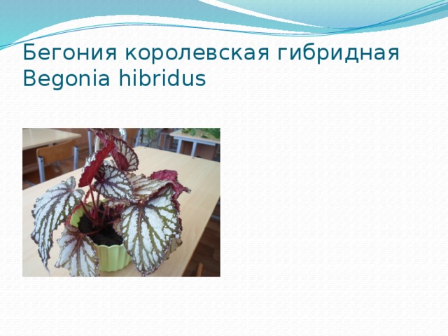 Бегония королевская гибридная  Begonia hibridus 