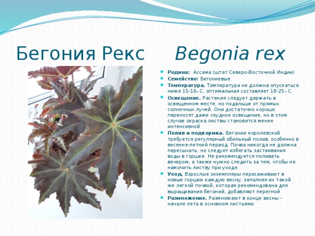 Бегония Рекс  Begonia rex   Родина: Ассама (штат Северо-Восточной Индии)  Семейство: Бегониевые Температура.  Температура не должна опускаться ниже 15-16 o  С, оптимальная составляет 18-25 o  С. Освещение.  Растения следует держать в освещенном месте, но подальше от прямых солнечных лучей. Они достаточно хорошо переносят даже скудное освещение, но в этом случае окраска листвы становится менее интенсивной Полив и подкормка.  Бегонии королевской требуется регулярный обильный полив, особенно в весенне-летний период. Почва никогда не должна пересыхать, но следует избегать застаивания воды в горшке. Не рекомендуется поливать вечером, а также нужно следить за тем, чтобы не намочить листву при уходе. Уход.  Взрослые экземпляры пересаживают в новые горшки каждую весну, заполняя их такой же легкой почвой, которая рекомендована для выращивания бегоний, добавляют перегной Размножение.  Размножают в конце весны - начале лета в основном листьями. 