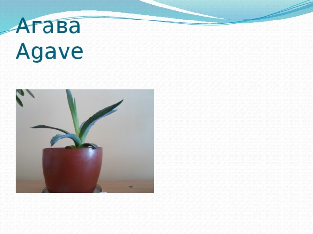 Агава Agave 