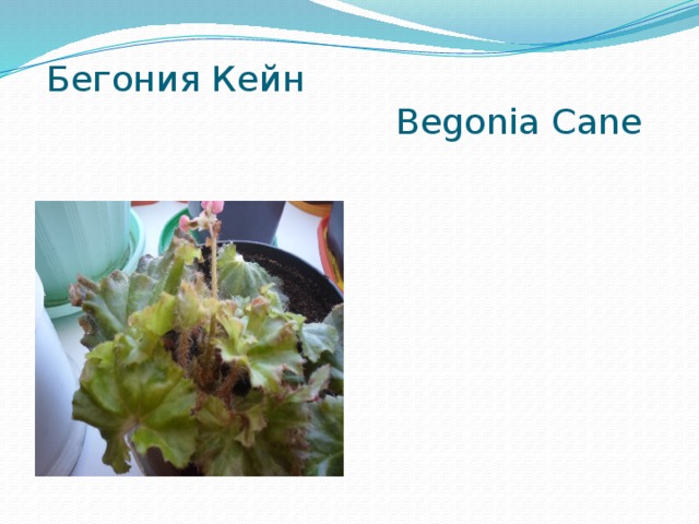    Бегония Кейн  Begonia Cane 