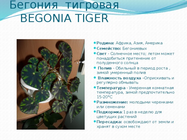 Бегония тигровая  BEGONIA TIGER   Родина: Африка, Азия, Америка Семейство: Бегониевых Свет - Солнечное место; летом может понадобиться притенение от полуденного солнца  Полив - Обильный в период роста , зимой умеренный полив  Влажность воздуха –Оприскивать и регулярно обмывать Температура - Умеренная комнатная температура, зимой предпочтительно 15-20°С Размножение: молодыми черенками или семенами Подкормка :1 раз в неделю для цветущих растений Пересадка: освобождают от земли и хранят в сухом месте 