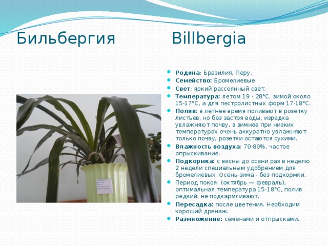 Бильбергия Billbergia   Родина :   Бразилия, Перу. Семейство:  Бромелиевые  Свет : яркий рассеянный свет. Температура:  летом 19 - 28°С, зимой около 15-17°С, а для пестролистных форм 17-18°С. Полив : в летнее время поливают в розетку листьев, но без застоя воды, изредка увлажняют почву, в зимнее при низких температурах очень аккуратно увлажняют только почву, розетки остаются сухими. Влажность воздуха : 70-80%, частое опрыскивание. Подкормка:  с весны до осени раз в неделю 2 недели специальным удобрением для бромелиевых .Осень-зима - без подкормки. Период покоя: (октябрь — февраль), оптимальная температура 15-18°С, полив редкий, не подкармливают. Пересадка:  после цветения. Необходим хороший дренаж. Размножение:  семенами и отпрысками. 