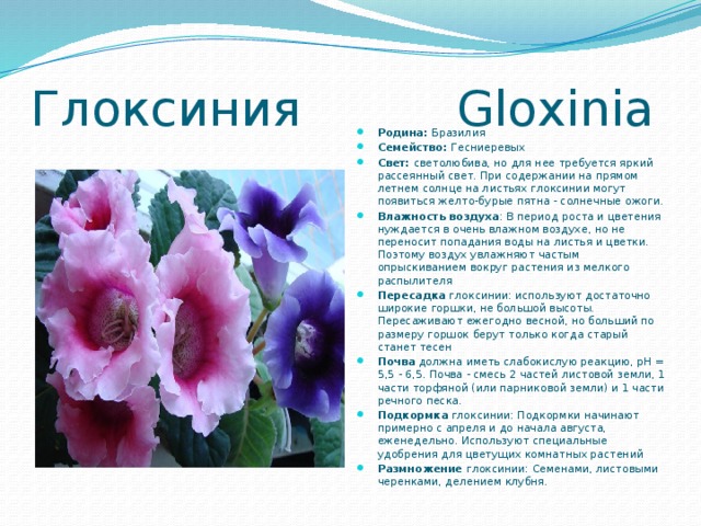 Глоксиния Gloxinia Родина: Бразилия Семейство: Гесниеревых Свет: светолюбива, но для нее требуется яркий рассеянный свет. При содержании на прямом летнем солнце на листьях глоксинии могут появиться желто-бурые пятна - солнечные ожоги. Влажность воздуха : В период роста и цветения нуждается в очень влажном воздухе, но не переносит попадания воды на листья и цветки. Поэтому воздух увлажняют частым опрыскиванием вокруг растения из мелкого распылителя Пересадка  глоксинии: используют достаточно широкие горшки, не большой высоты. Пересаживают ежегодно весной, но больший по размеру горшок берут только когда старый станет тесен Почва должна иметь слабокислую реакцию, рН = 5,5 - 6,5. Почва - смесь 2 частей листовой земли, 1 части торфяной (или парниковой земли) и 1 части речного песка. Подкормка  глоксинии: Подкормки начинают примерно с апреля и до начала августа, еженедельно. Используют специальные удобрения для цветущих комнатных растений Размножение  глоксинии: Семенами, листовыми черенками, делением клубня. 