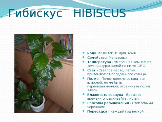 Гибискус HIBISCUS    Родина: Китай, Индия, Азия Семейство: Мальвовых Температура - Умеренная комнатная температура; зимой не ниже 13°С Свет - Светлое место; летом притеняют от полуденного солнца Полив - Почва должна оставаться влажной, но не быть переувлажненной; ограничьте полив зимой Влажность воздуха - Время от времени опрыскивайте листья  Способы размножения - Стеблевыми черенками Пересадка - Каждый год весной 