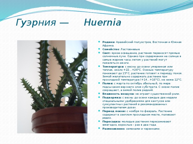    Гуэрния — Huernia   Родина: Аравийский полуостров, Восточная и Южная Африка. Семейство : Ластовневые  Свет:  яркое освещение, растения переносят прямые солнечные лучи. Однако при содержании на солнце в самые жаркие часы летом у растений могут появляться ожоги. Температура:  с весны до осени умеренная или теплая, около +22...+26°С. Осенью температуру понижают до 15°С, растение готовят к периоду покоя. Зимой желательно содержать растение при прохладной температуре (+14...+16°С), не ниже 12°С. Полив:  с марта по октябрь обильный, по мере подсыхания верхнего слоя субстрата. С осени полив сокращают, а зимой полив редкий. Влажность воздуха:  не играет существенной роли. Подкормка:  с весны до осени каждые две недели специальными удобрениями для кактусов или суккулентных растений в рекомендованных производителем дозах. Период покоя:  с ноября по февраль. Растение содержат в светлом прохладном месте, поливают редко. Пересадка:  молодые растения пересаживают ежегодно, взрослые – раз в два года. Размножение:  семенами и черенками.  