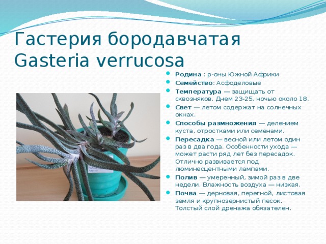 Гастерия бородавчатая  Gasteria verrucosa Родина : р-оны Южной Африки Семейство : Асфоделовые  Температура — защищать от сквозняков. Днем 23-25, ночью около 18. Свет — летом содержат на солнечных окнах. Способы размножения — делением куста, отростками или семенами. Пересадка — весной или летом один раз в два года. Особенности ухода — может расти ряд лет без пересадок. Отлично развивается под люминесцентными лампами. Полив — умеренный, зимой раз в две недели. Влажность воздуха — низкая. Почва — дерновая, перегной, листовая земля и крупнозернистый песок. Толстый слой дренажа обязателен.     