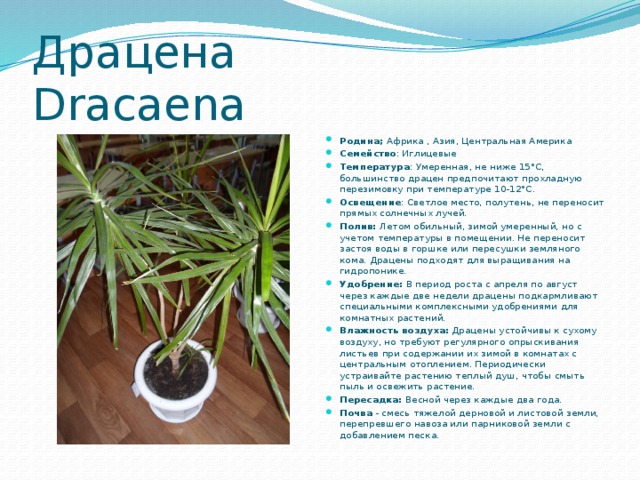Драцена Dracaena Родина; Африка , Азия, Центральная Америка Семейство : Иглицевые Температура : Умеренная, не ниже 15°С, большинство драцен предпочитают прохладную перезимовку при температуре 10-12°С. Освещение : Светлое место, полутень, не переносит прямых солнечных лучей. Полив:  Летом обильный, зимой умеренный, но с учетом температуры в помещении. Не переносит застоя воды в горшке или пересушки земляного кома. Драцены подходят для выращивания на гидропонике. Удобрение:  В период роста с апреля по август через каждые две недели драцены подкармливают специальными комплексными удобрениями для комнатных растений. Влажность воздуха:  Драцены устойчивы к сухому воздуху, но требуют регулярного опрыскивания листьев при содержании их зимой в комнатах с центральным отоплением. Периодически устраивайте растению теплый душ, чтобы смыть пыль и освежить растение. Пересадка:  Весной через каждые два года. Почва - смесь тяжелой дерновой и листовой земли, перепревшего навоза или парниковой земли с добавлением песка. 