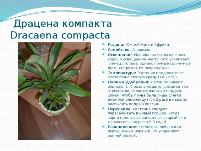 Драцена компакта   Dracaena compacta Родина: Южной Азии и Африки. Семейство: Агавовые Освещение: Идеальным является очень хорошо освещенное место - это усиливает глянец листьев, однако прямые солнечные лучи, напротив, их повреждают. Температура: Растения предпочитают достаточно теплую среду (18-22 °С),  Полив и удобрения: Летом поливают обильно, 1 -2 раза в неделю, следя за тем, чтобы вода не застаивалась в поддоне. Зимой, чтобы почва была лишь слегка влажной рекомендуется 2 раза в неделю распылять воду на листья. Пересадка: Растение следует пересаживать в новый горшок, когда корни полностью заполняют старый (это делают обычно раз в 2-3 года).  Размножение : стеблевые побеги или верхушечные черенки. Их укореняют ранней весной.  