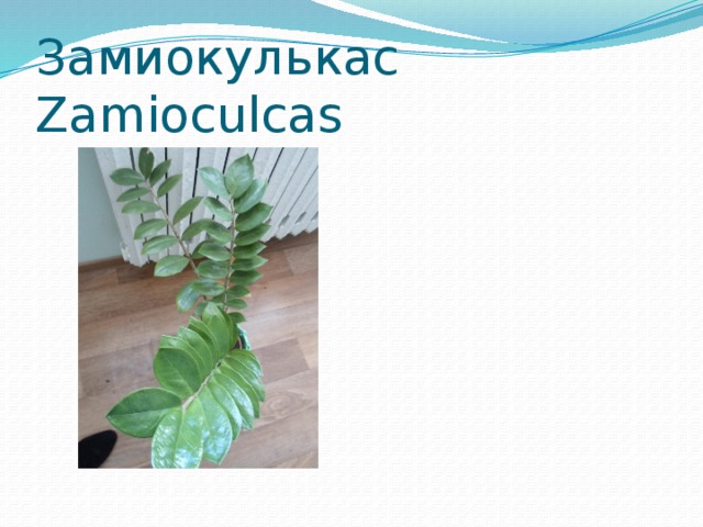 Замиокулькас Zamioculcas 