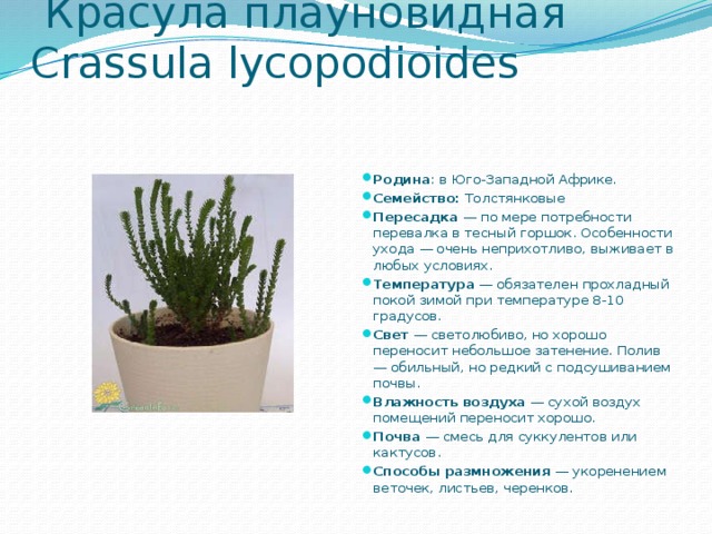  Красула плауновидная   Crassula lycopodioides   Родина : в Юго-Западной Африке.  Семейство: Толстянковые Пересадка — по мере потребности перевалка в тесный горшок. Особенности ухода — очень неприхотливо, выживает в любых условиях. Температура — обязателен прохладный покой зимой при температуре 8-10 градусов. Свет — светолюбиво, но хорошо переносит небольшое затенение. Полив — обильный, но редкий с подсушиванием почвы. Влажность воздуха — сухой воздух помещений переносит хорошо. Почва — смесь для суккулентов или кактусов.  Способы размножения — укоренением веточек, листьев, черенков. 