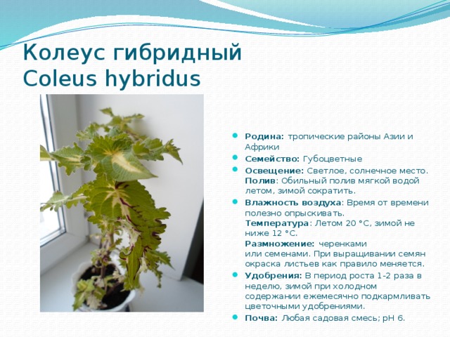 Колеус гибридный Coleus hybridus Родина: тропические районы Азии и Африки Семейство: Губоцветные Освещение:  Светлое, солнечное место.  Полив : Обильный полив мягкой водой летом, зимой сократить. Влажность воздуха : Время от времени полезно опрыскивать.  Температура : Летом 20 °C, зимой не ниже 12 °C.  Размножение:  черенками или семенами. При выращивании семян окраска листьев как правило меняется. Удобрения:  В период роста 1-2 раза в неделю, зимой при холодном содержании ежемесячно подкармливать цветочными удобрениями. Почва:  Любая садовая смесь; pH 6. 