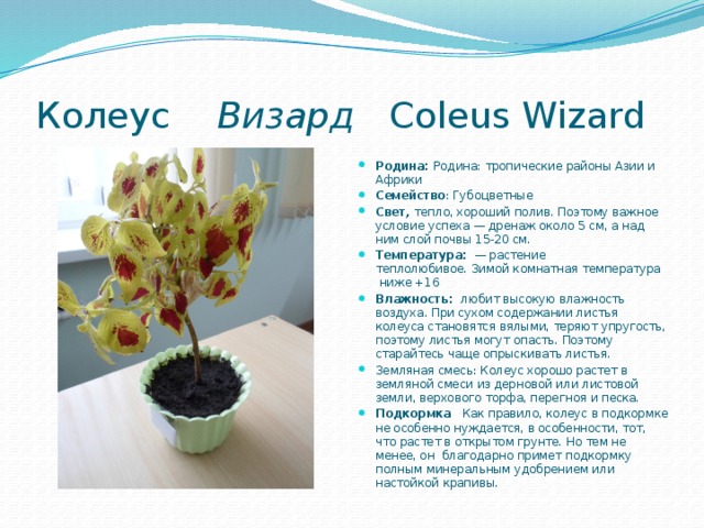 Колеус Визард Coleus Wizard Родина: Родина: тропические районы Азии и Африки Семейство : Губоцветные Свет, тепло, хороший полив. Поэтому важное условие успеха — дренаж около 5 см, а над ним слой почвы 15-20 см. Температура:   — растение теплолюбивое. Зимой комнатная температура  ниже +16 Влажность: любит высокую влажность воздуха. При сухом содержании листья колеуса становятся вялыми, теряют упругость, поэтому листья могут опасть. Поэтому старайтесь чаще опрыскивать листья. Земляная смесь: Колеус хорошо растет в земляной смеси из дерновой или листовой земли, верхового торфа, перегноя и песка. Подкормка   Как правило, колеус в подкормке не особенно нуждается, в особенности, тот, что растет в открытом грунте. Но тем не менее, он  благодарно примет подкормку полным минеральным удобрением или настойкой крапивы. 