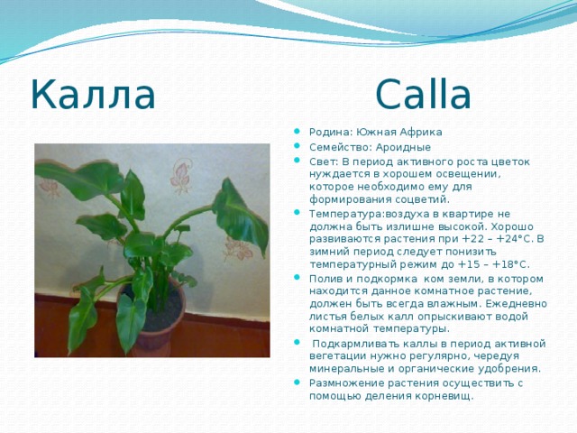 Калла Calla Родина: Южная Африка Семейство: Ароидные Свет: В период активного роста цветок нуждается в хорошем освещении, которое необходимо ему для формирования соцветий.  Температура:воздуха в квартире не должна быть излишне высокой. Хорошо развиваются растения при +22 – +24°С. В зимний период следует понизить температурный режим до +15 – +18°С. Полив и подкормка  ком земли, в котором находится данное комнатное растение, должен быть всегда влажным. Ежедневно листья белых калл опрыскивают водой комнатной температуры.   Подкармливать каллы в период активной вегетации нужно регулярно, чередуя минеральные и органические удобрения.  Размножение растения осуществить с помощью деления корневищ.  