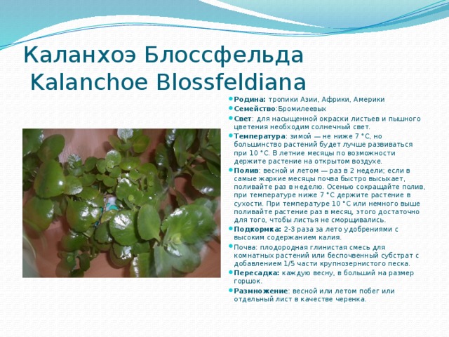  Каланхоэ Блоссфельда  Kalanchoe Blossfeldiana Родина: тропики Азии, Африки, Америки Семейство :Бромилеевых Свет : для насыщенной окраски листьев и пышного цветения необходим солнечный свет. Температура : зимой — не ниже 7 °С, но большинство растений будет лучше развиваться при 10 °С. В летние месяцы по возможности держите растение на открытом воздухе. Полив : весной и летом — раз в 2 недели; если в самые жаркие месяцы почва быстро высыхает, поливайте раз в неделю. Осенью сокращайте полив, при температуре ниже 7 °С держите растение в сухости. При температуре 10 °С или немного выше поливайте растение раз в месяц, этого достаточно для того, чтобы листья не сморщивались. Подкормка:  2-3 раза за лето удобрениями с высоким содержанием калия. Почва: плодородная глинистая смесь для комнатных растений или беспочвенный субстрат с добавлением 1/5 части крупнозернистого песка. Пересадка:  каждую весну, в больший на размер горшок. Размножение : весной или летом побег или отдельный лист в качестве черенка. 