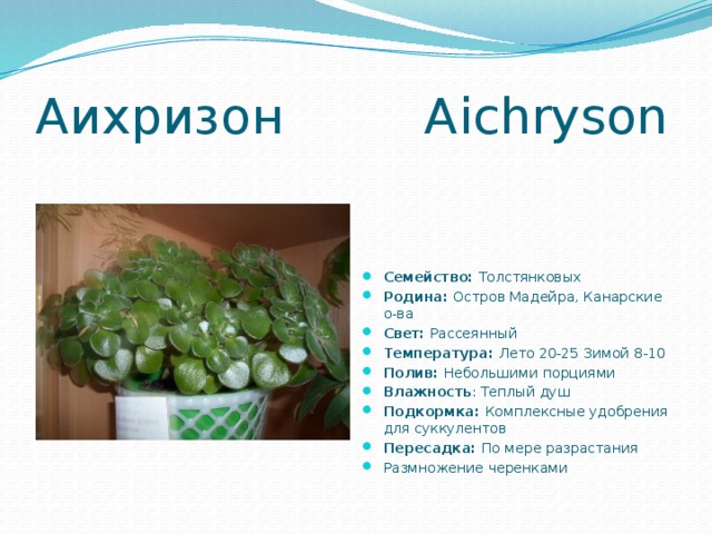 Аихризон Aichryson Семейство: Толстянковых Родина: Остров Мадейра, Канарские о-ва Свет: Рассеянный Температура: Лето 20-25 Зимой 8-10 Полив: Небольшими порциями Влажность : Теплый душ Подкормка: Комплексные удобрения для суккулентов Пересадка: По мере разрастания Размножение черенками 
