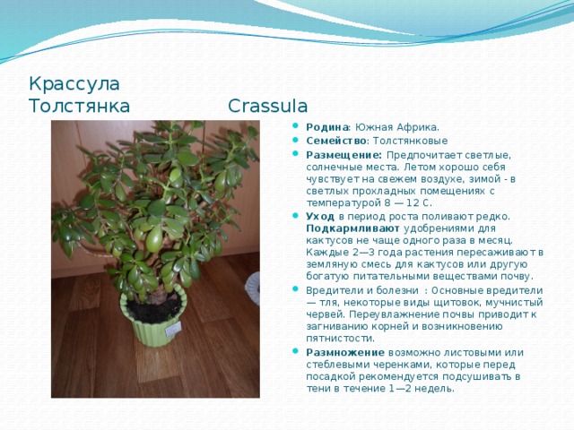  Крассула   Толстянка   Crassula Родина : Южная Африка.  Семейство : Толстянковые Размещение: Предпочитает светлые, солнечные места. Летом хорошо себя чувствует на свежем воздухе, зимой - в светлых прохладных помещениях с температурой 8 — 12 С. Уход в период роста поливают редко. Подкармливают удобрениями для кактусов не чаще одного раза в месяц. Каждые 2—3 года растения пересаживают в земляную смесь для кактусов или другую богатую питательными веществами почву. Вредители и болезни : Основные вредители — тля, некоторые виды щитовок, мучнистый червей. Переувлажнение почвы приводит к загниванию корней и возникновению пятнистости. Размножение возможно листовыми или стеблевыми черенками, которые перед посадкой рекомендуется подсушивать в тени в течение 1—2 недель. 