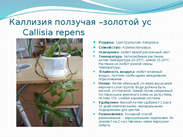 Каллизия ползучая –золотой ус   Callisia repens Родина : Центральная Америка. Семейство : Коммелиновых. Освещение : любит яркий рассеянный свет Температура : теплолюбивое растение, летом температура 20-25°С, зимой 15-20°С. Растение не любит резкой смены температуры.   Влажность воздуха : любит влажный воздух, поэтому необходимо ежедневное опрыскивание. Полив: Летом обильный, по мере высыхания верхнего слоя грунта. Вода должна быть мягкой, отстоянной. Зимой полив умеренный. Но пересушка земляного кома не допустима, потому что слабая корневая система. Удобрение : Весной-летом удобряют 1 раз в 10 дней комплексными минеральными подкормками для цветов. Размножение : Основной способ размножения – верхушечными черенками. Их срезают на 2 «суставчика» ниже верхушки побега. 