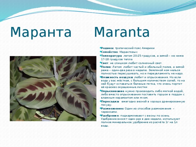 Маранта Maranta Родина: тропический пояс Америки Семейство : Марантовых Температура летом 20-25 градусов, а зимой – не ниже 17-18 градусов тепла Свет : не слишком любит солнечный свет.  Полив : Летом любит частый и обильный полив, а зимой реже – один-два раза в неделю. Земляной ком нельзя полностью пересушивать, но и переувлажнять не надо. Влажность воздуха: любит и опрыскивания. Но если вода у вас жёсткая, с большим количеством солей, то на ней будут оставаться белесые пятна, что очень портит её красиво окрашенные листки Опрыскивание нужно производить либо мягкой водой, либо вместо опрыскивания поставить горшок в поддон с влажным керамзитом или мхом. Пересадка: ежегодно весной в хорошо дренированную посуду. Размножение: Один из способов размножения – черенками. Удобрение : подкармливают с весны по осень. Удобрение вносят один раз в две недели, используют полное минеральное удобрение из расчёта 1г на 1л воды. 