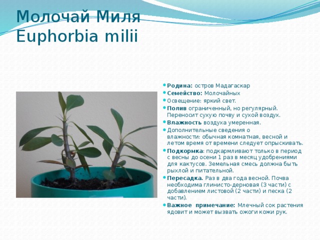 Молочай Миля  Euphorbia milii   Родина: остров Мадагаскар Семейство: Молочайных Освещение: яркий свет. Полив  ограниченный, но регулярный. Переносит сухую почву и сухой воздух. Влажность воздуха умеренная. Дополнительные сведения о влажности: обычная комнатная, весной и летом время от времени следует опрыскивать. Подкормка : подкармливают только в период с весны до осени 1 раз в месяц удобрениями для кактусов. Земельная смесь должна быть рыхлой и питательной. Пересадка.  Раз в два года весной. Почва необходима глинисто-дерновая (3 части) с добавлением листовой (2 части) и песка (2 части). Важное примечание: Млечный сок растения ядовит и может вызвать ожоги кожи рук. 