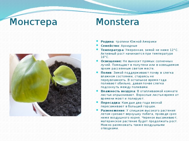 Монстера Monstera   Родина : тропики Южной Америки Семейство : Ароидные Температура : Умеренная, зимой не ниже 12°С. Активный рост начинается при температуре 16°С. Освещение: Не выносит прямых солнечных лучей. Помещают в полутени или в освещаемом ярким рассеянным светом месте. Полив : Зимой поддерживают почву в слегка влажном состоянии, стараясь не переувлажнять. В остальное время года поливают обильно, давая почве слегка подсохнуть между поливами. Влажность воздуха :  В отапливаемой комнате листья опрыскивают. Взрослые листья время от времени моют и полируют. Пересадка :  Каждые два года весной пересаживают в больший горшок. Размножение :  У слишком высокого растения летом срезают верхушку побега, проводя срез ниже воздушного корня. Черенок высаживают; материнское растение будет продолжать рост. Можно размножать также воздушными отводками. 