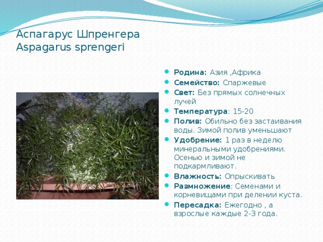 Аспагаруc Шпренгера  Aspagarus sprengeri   Родина: Азия ,Африка Семейство: Спаржевые Свет: Без прямых солнечных лучей Температура : 15-20 Полив: Обильно без застаивания воды. Зимой полив уменьшают Удобрение: 1 раз в неделю минеральными удобрениями. Осенью и зимой не подкармливают. Влажность: Опрыскивать Размножение : Семенами и корневищами при делении куста. Пересадка: Ежегодно , а взрослые каждые 2-3 года. 