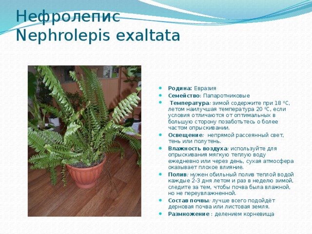 Нефролепис  Nephrolepis exaltata   Родина: Евразия Семейство : Папаротниковые  Температура :  зимой содержите при 18  0 С, летом наилучшая температура 20  0 С, если условия отличаются от оптимальных в большую сторону позаботьтесь о более частом опрыскивании. Освещение :   непрямой рассеянный свет, тень или полутень. Влажность воздуха :  используйте для опрыскивания мягкую теплую воду ежедневно или через день, сухая атмосфера оказывает плохое влияние. Полив :  нужен обильный полив теплой водой каждые 2-3 дня летом и раз в неделю зимой, следите за тем, чтобы почва была влажной, но не переувлажненной. Состав почвы :  лучше всего подойдёт дерновая почва или листовая земля. Размножение : делением корневища 